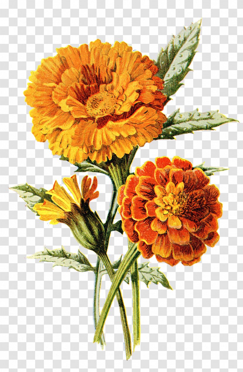 Mexican Marigold Flower Calendula Officinalis Drawing Clip Art Transparent PNG