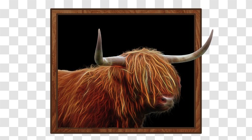 Texas Longhorn Highland Cattle English Ox Bull - Like Mammal - Scottish Highlands Transparent PNG