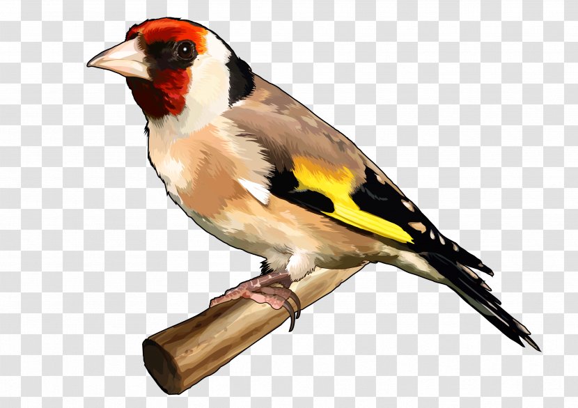 Bird The Goldfinch European Finches Drawing - Songbird Transparent PNG