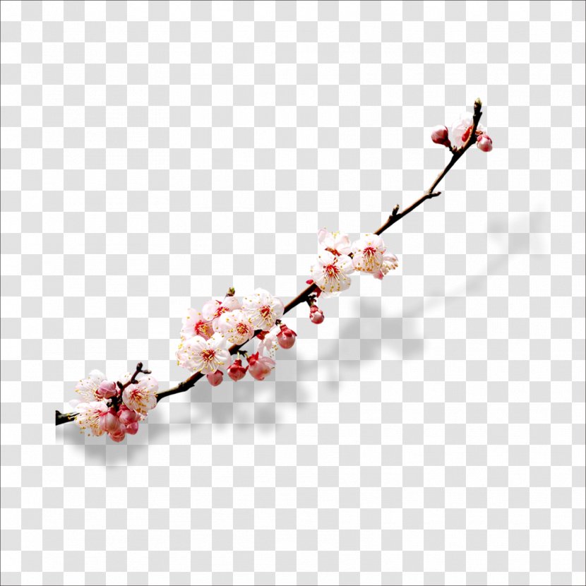 Cherry Blossom Watercolor Painting - Petal - Plum Flower Transparent PNG