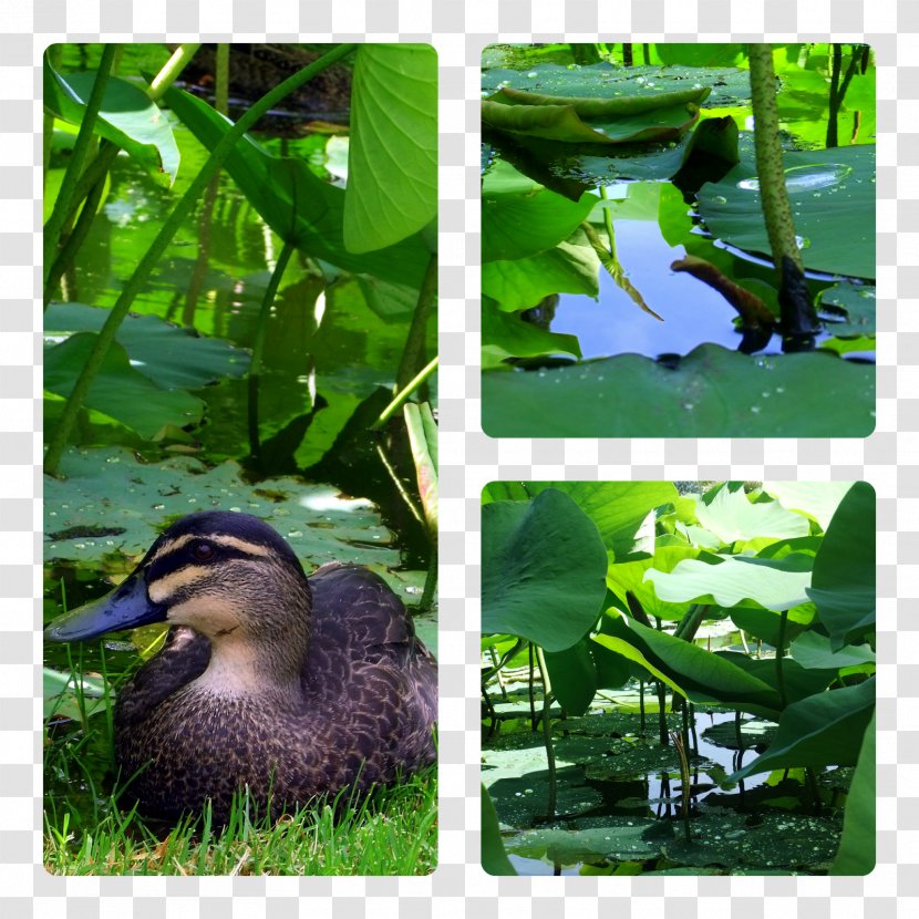 Duck Goose Ecosystem Fauna Water - Plant Transparent PNG