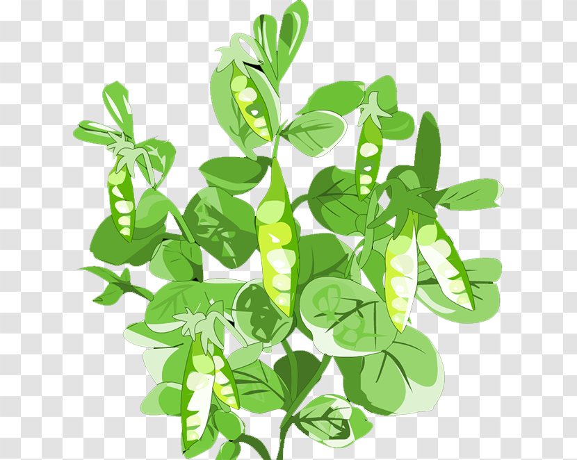 Pigeon Pea Leaf Vegetable - Plant Stem Transparent PNG