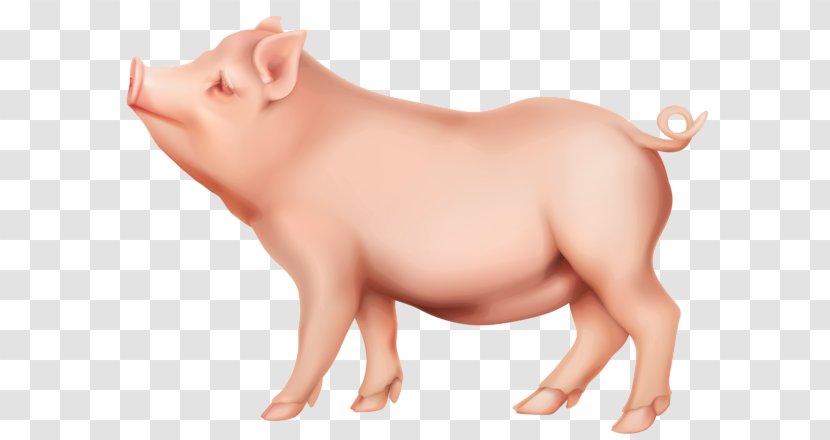 Domestic Pig Clip Art Transparent PNG