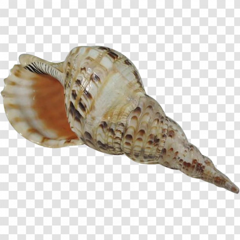 Charonia Tritonis Conch - Seashell Transparent PNG
