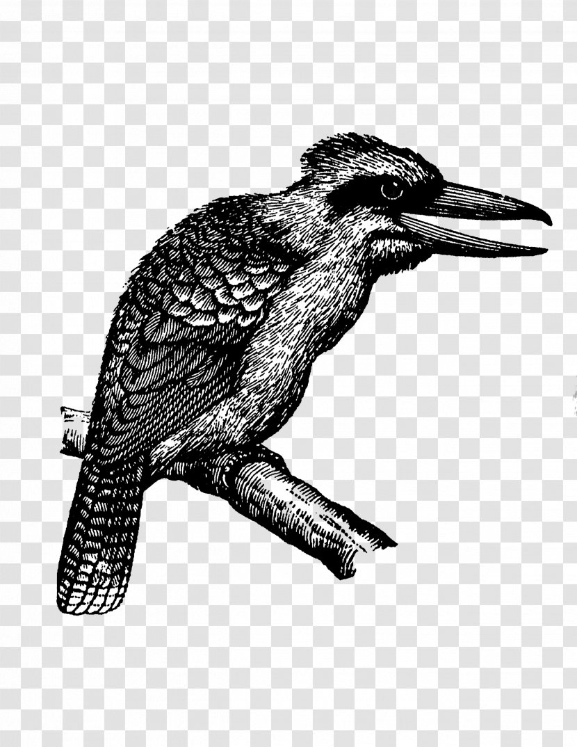 Laughing Kookaburra Blue-winged Bird Kingfisher American Crow - Coraciiformes Transparent PNG