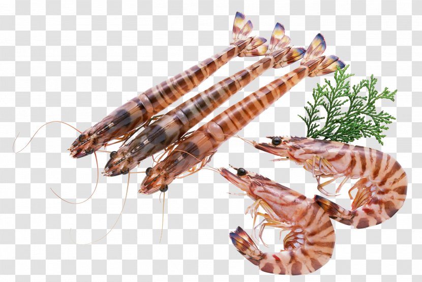Seafood Lobster Penaeidae Shrimp Prawn - Shrimps Transparent PNG