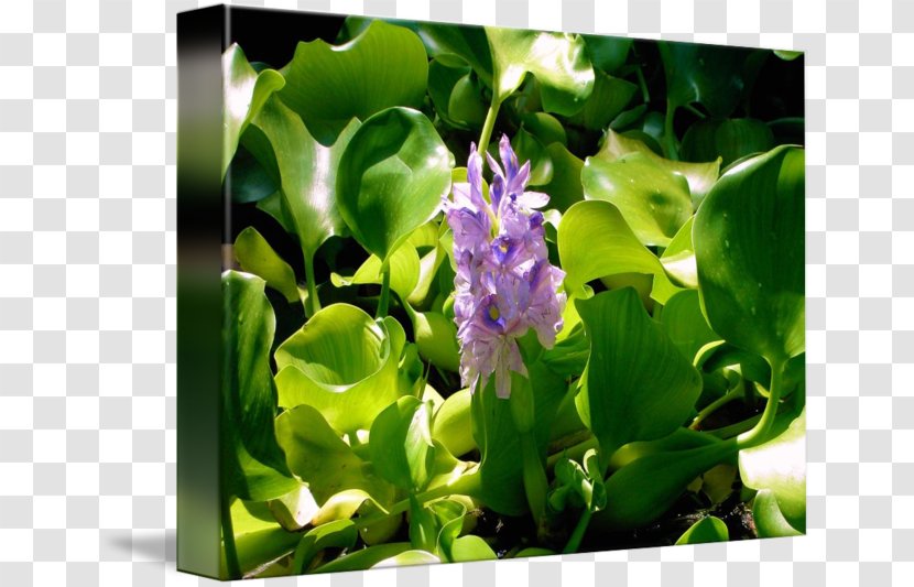 Flower Lilac - Plant - Hyacinth Transparent PNG