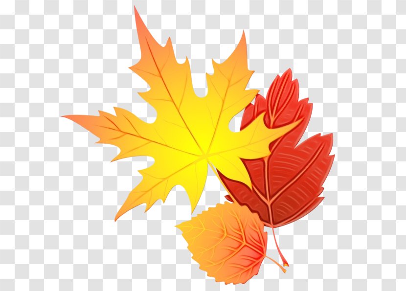 Autumn Leaf Drawing - Rangoli - Sweet Gum Silver Maple Transparent PNG