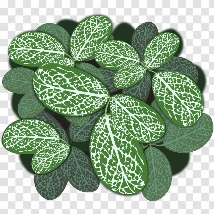 Plant Leaves Leaf Clip Art - Folha Transparent PNG