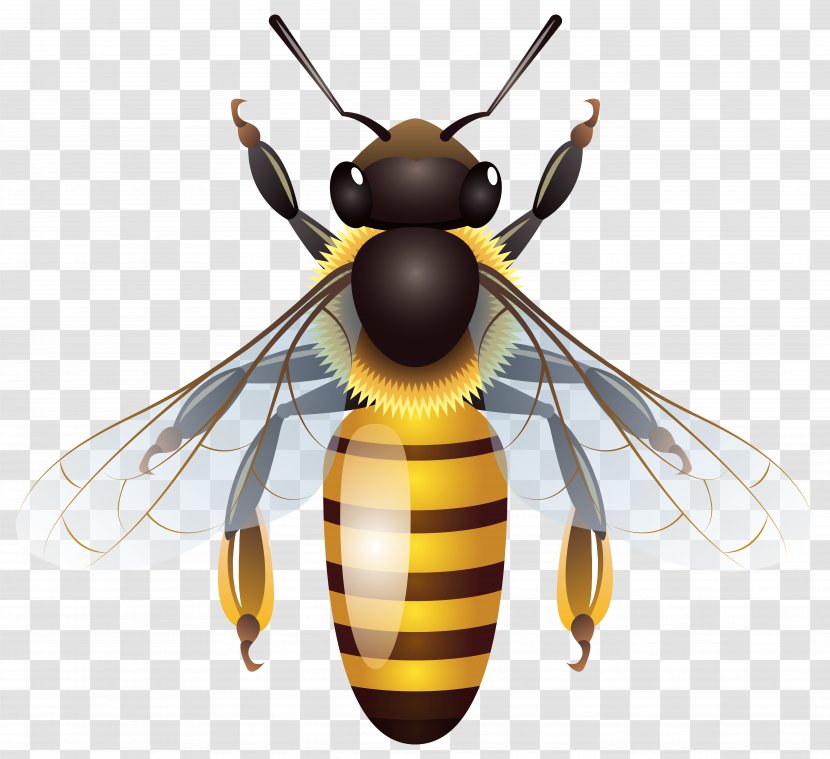 Honey Bee Insect Clip Art Transparent PNG