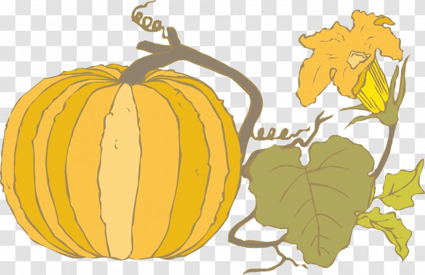 Pumpkin Calabaza Gourd - Squash - Vector Material Transparent PNG