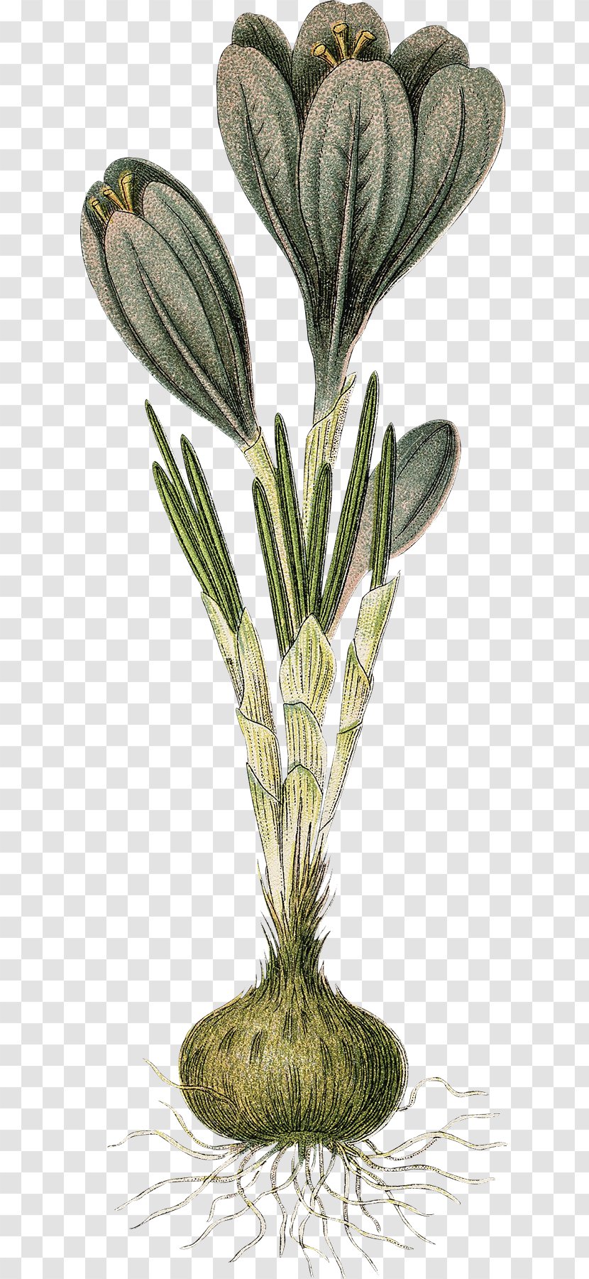 Grasses Flowerpot Tree Herb Plant Stem Transparent PNG