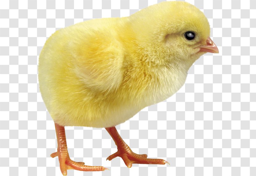 Chicken Incubator Debeaking Duck Egg Incubation - Bird Transparent PNG