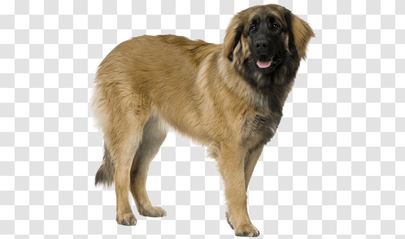 Estrela Mountain Dog Leonberger Sarplaninac Breed - Leonberg - Puppy Transparent PNG