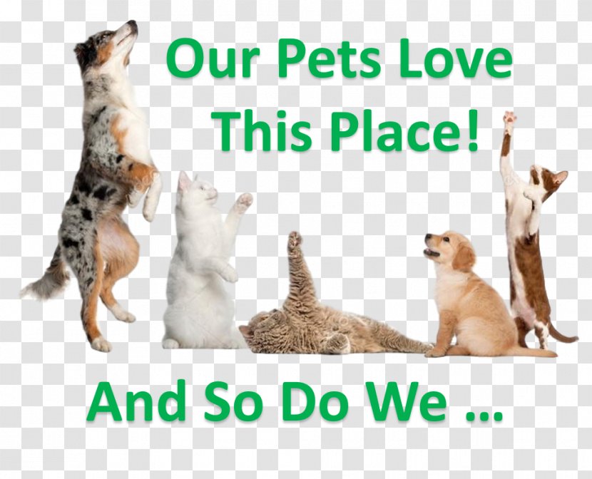 Dog Persian Cat Pet Sitting Shop - Mammal Transparent PNG