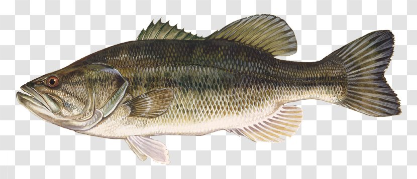 Largemouth Bass Smallmouth Fishing Freshwater Fish Black Crappie - Cod Transparent PNG