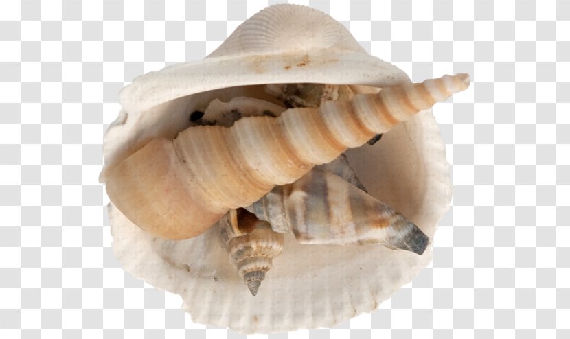 Seashell Sea Snail Clip Art - Shankha - Google Images Transparent PNG
