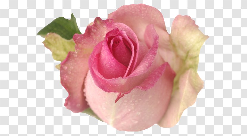 Garden Roses Cabbage Rose Floribunda Cut Flowers Petal - Family - Peach Transparent PNG
