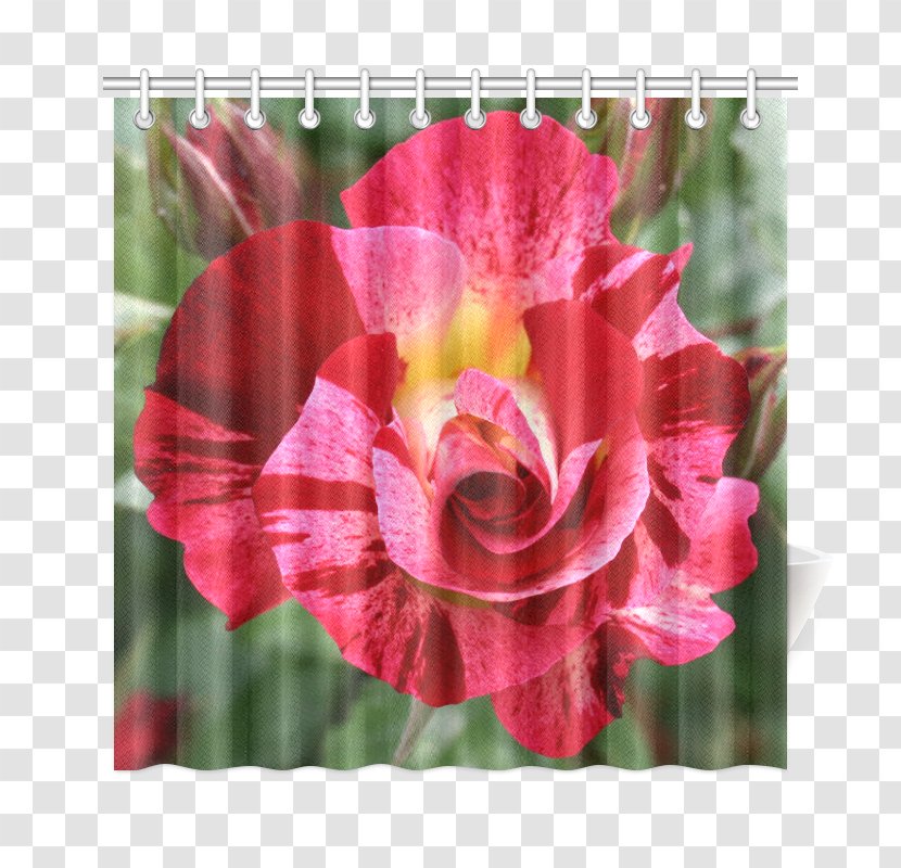 Garden Roses Carnation Cut Flowers - Alpha Kappa - Rose Transparent PNG
