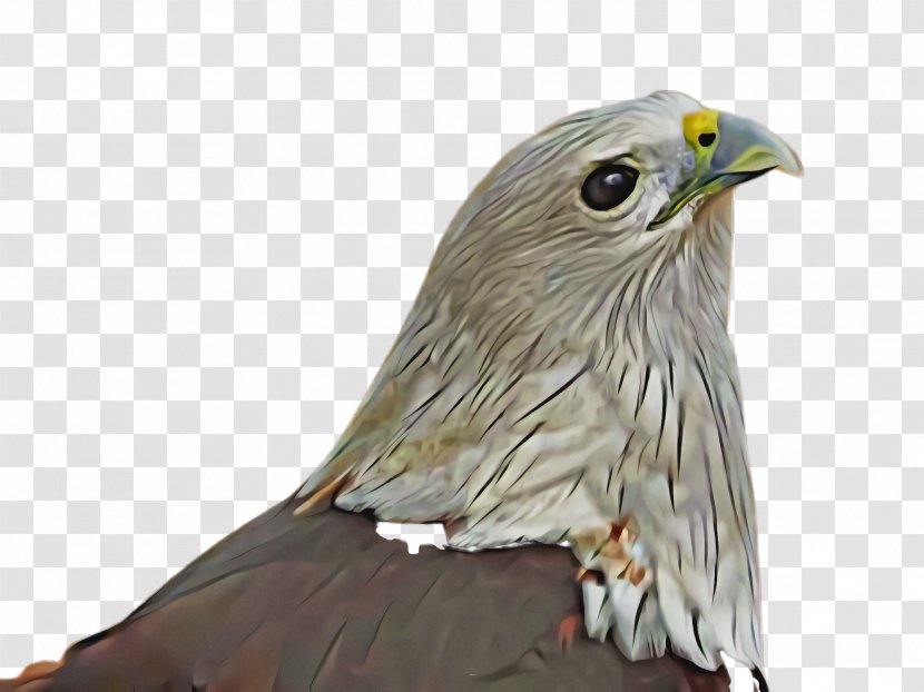 Bird Eagle Of Prey Beak Hawk - Coopers Sharp Shinned Transparent PNG