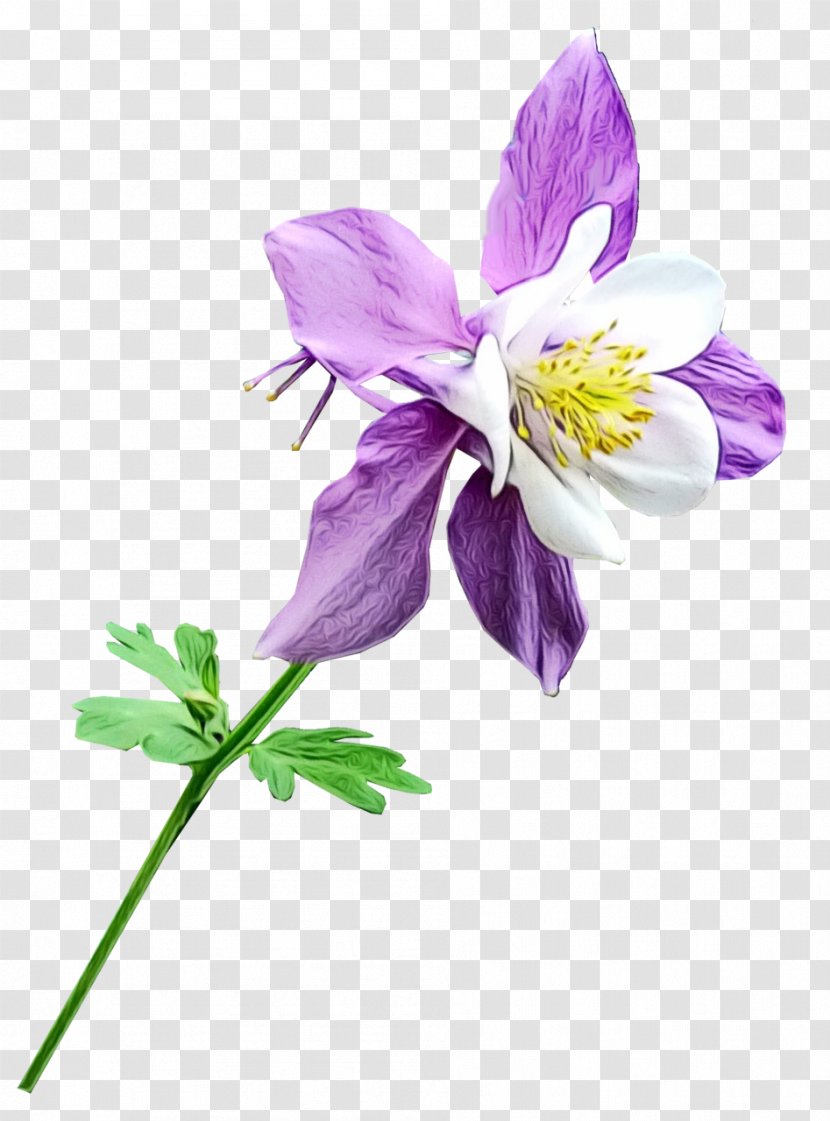 Blue Watercolor Flowers - Violaceae - Viola Wildflower Transparent PNG