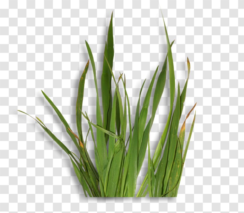 Sweet Grass Welsh Cuisine Allium Fistulosum Wheatgrass Commodity - Cai Transparent PNG