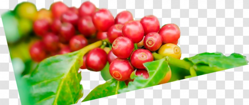 Pink Peppercorn Lingonberry Cranberry Coffee Chery - Schisandra Transparent PNG