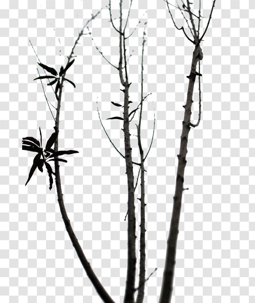 Twig Download - Tree - Winter Deadwood Transparent PNG