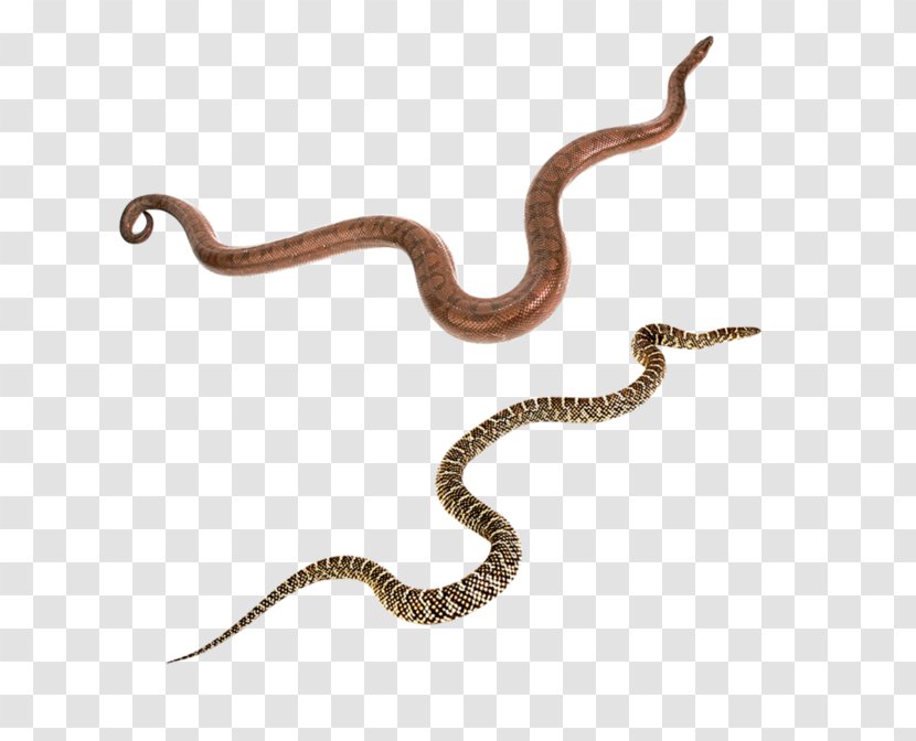 Snakes Vipers Reptile Black Mamba Green Anaconda - Snake - Terrestrial Animal Transparent PNG
