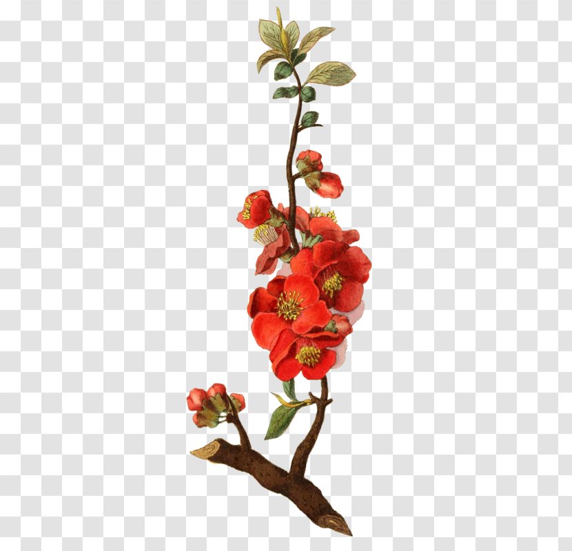 Botanical Illustration Botany Rose - Flower Arranging Transparent PNG