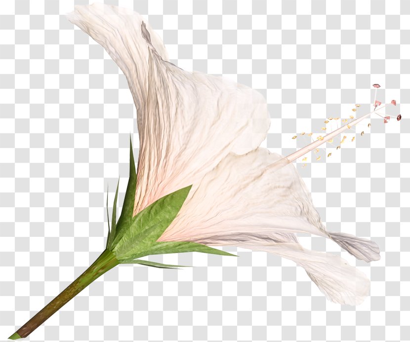 Lilium Flower Clip Art - Plant Stem - Pink Lily Transparent PNG