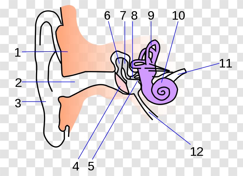 Inner Ear Anatomy Human Body Middle - Tree Transparent PNG
