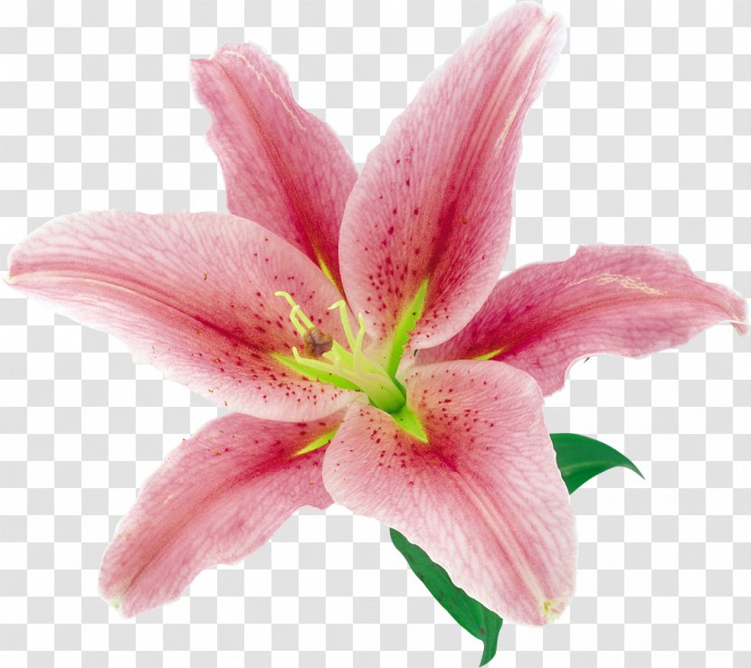 Flower Lilium - Lily Transparent PNG