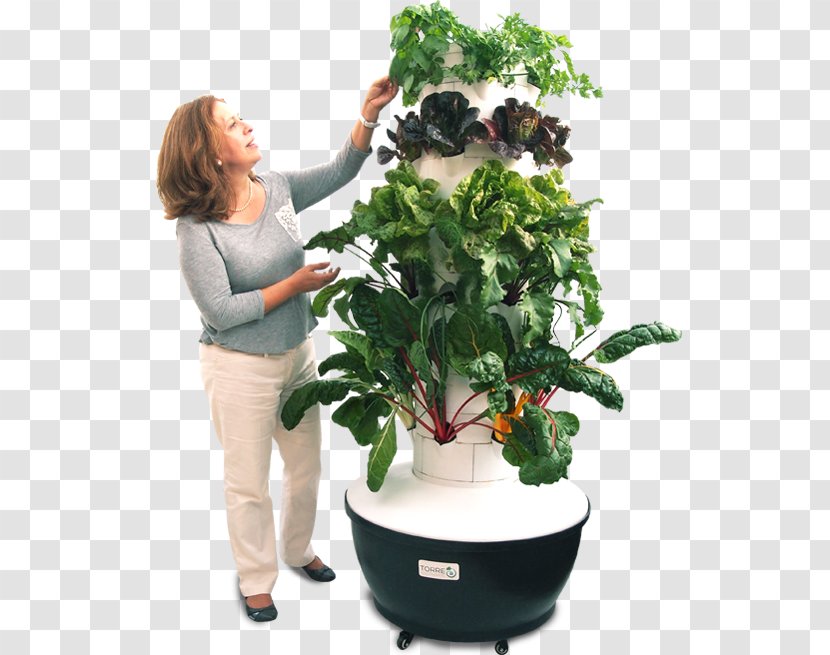 Hydroponics Houseplant Flowerpot Cultivo Aeroponics - ALBAHACA Transparent PNG