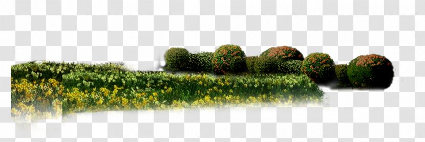 Grasses Family - Shrubs, Flowers And Green Belt Transparent PNG
