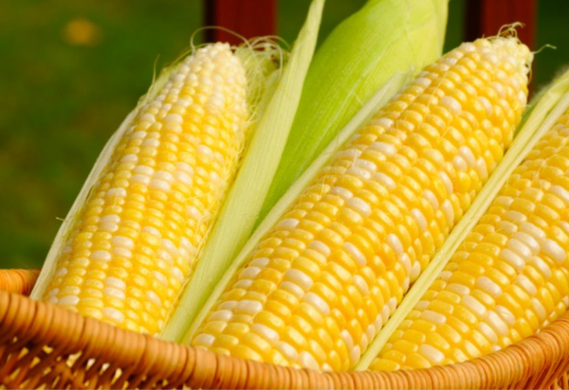 Corn On The Cob Genetically Modified Maize Food Organism Transparent PNG