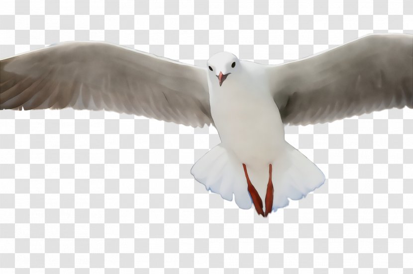 Feather - Great Blackbacked Gull Water Bird Transparent PNG