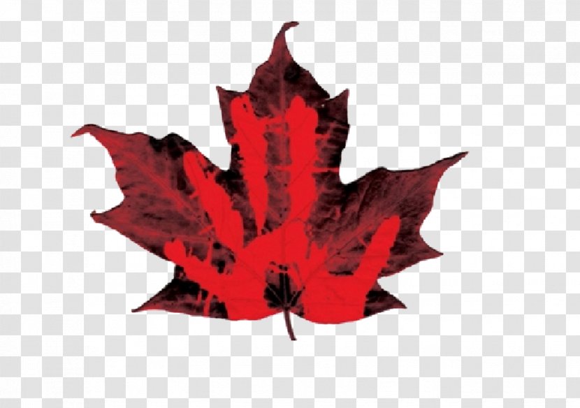 Canada Sugar Maple Norway Leaf Transparent PNG