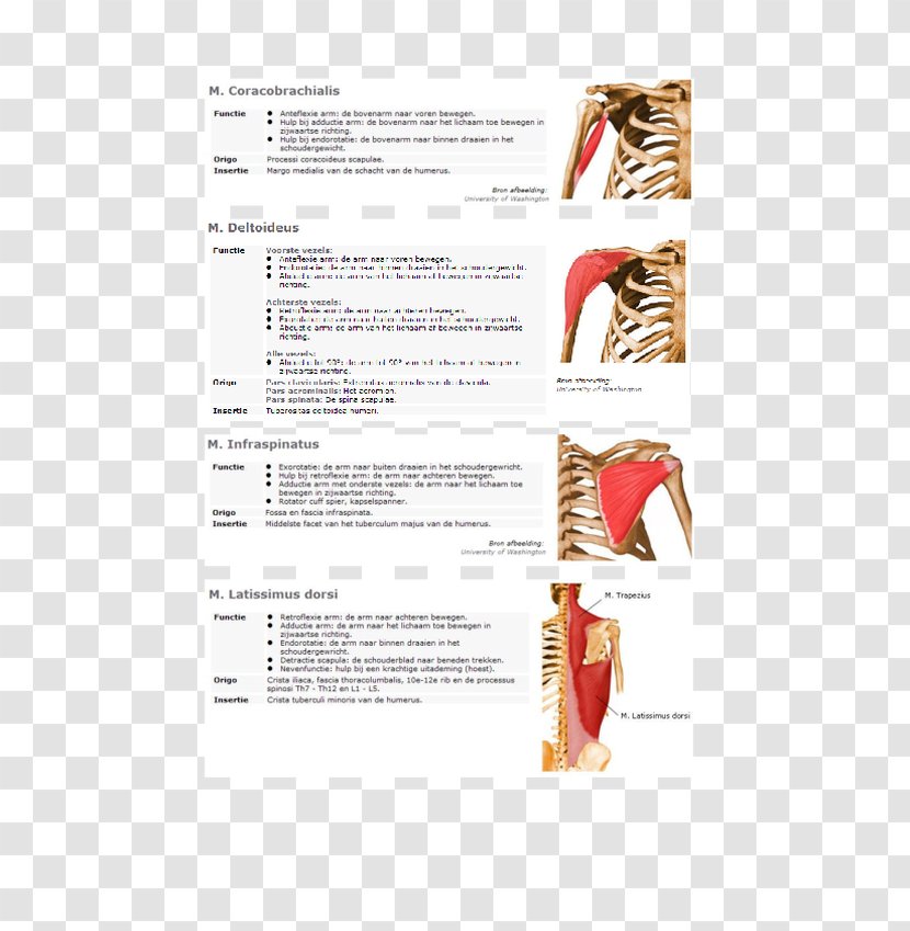 Latissimus Dorsi Muscle Levator Scapulae Origin - Silhouette - Leiden University Library Transparent PNG