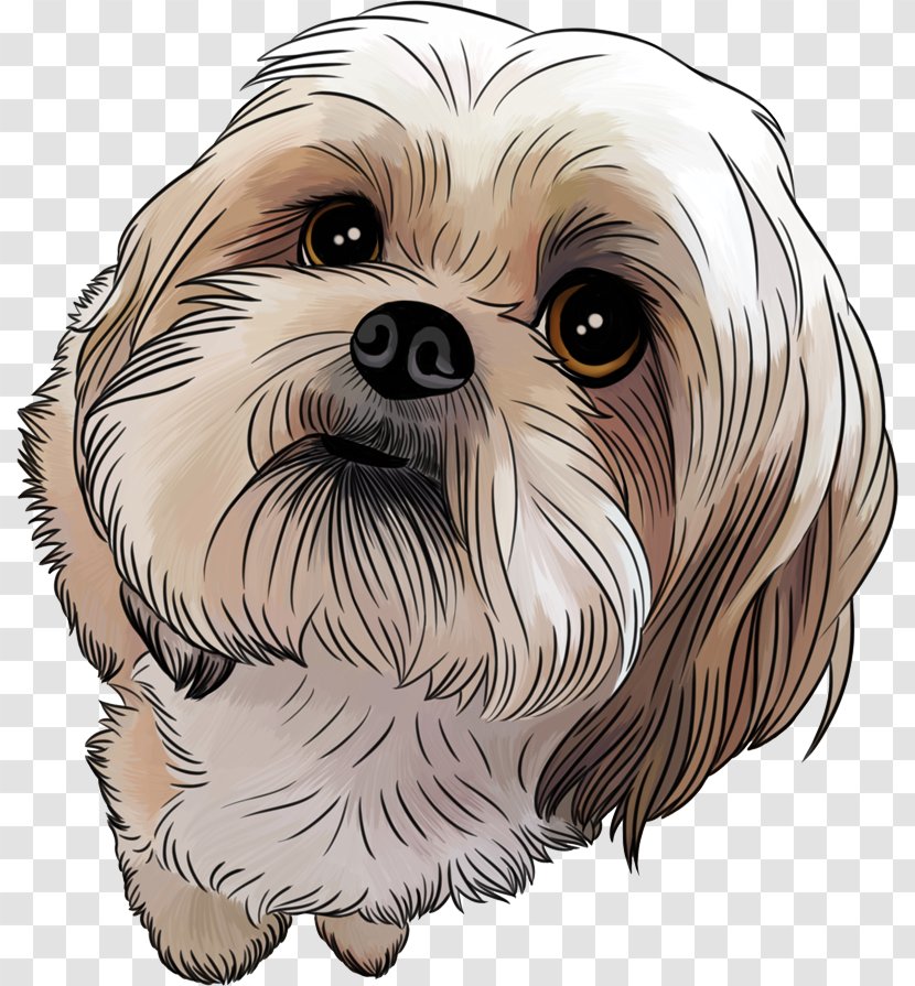 Shih Tzu Puppy Maltese Dog Poodle Pekingese Transparent PNG