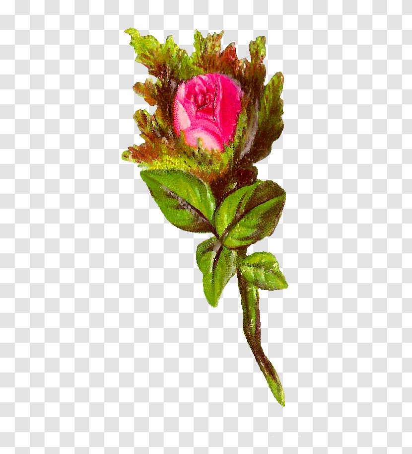 Garden Roses Cut Flowers Cabbage Rose Bokmärke - Flower Transparent PNG