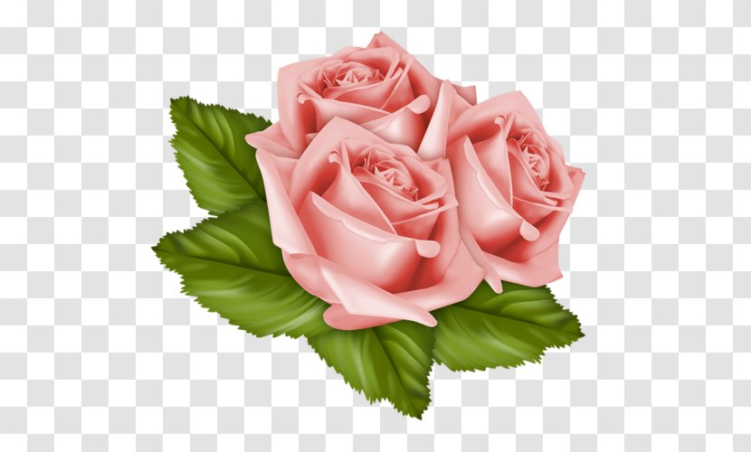 Garden Roses Cabbage Rose Friday Week Cut Flowers - Family - Malar Transparent PNG