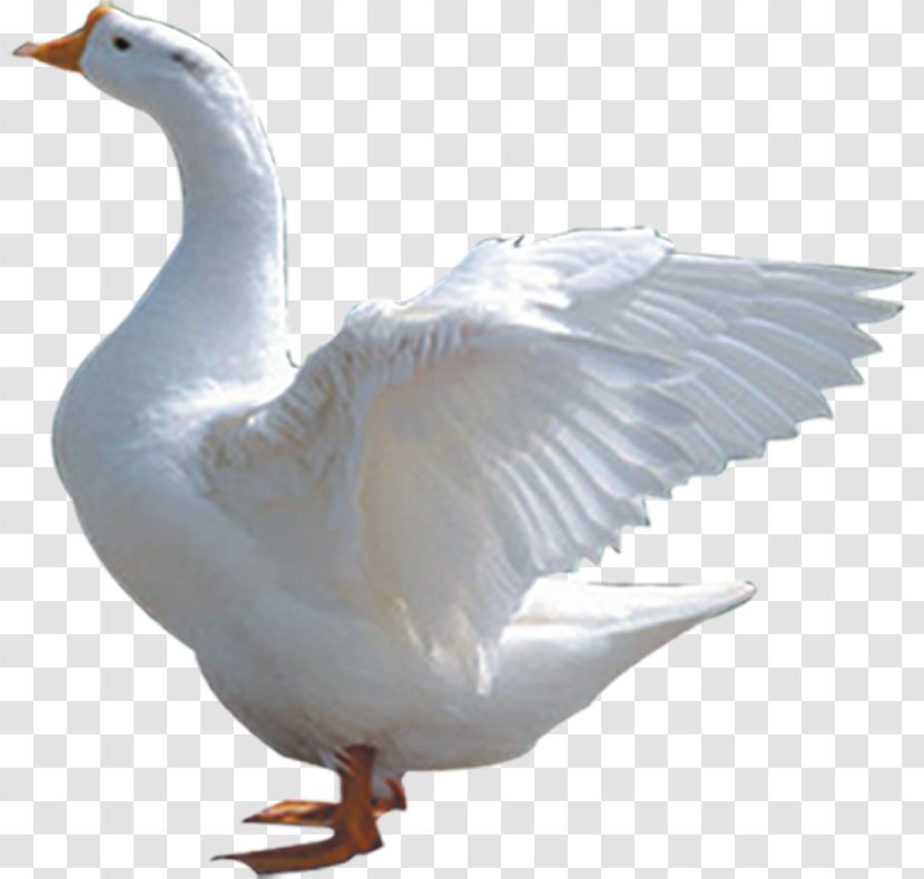 Domestic Goose Duck Cygnini Bird - Tree - Be Off Transparent PNG