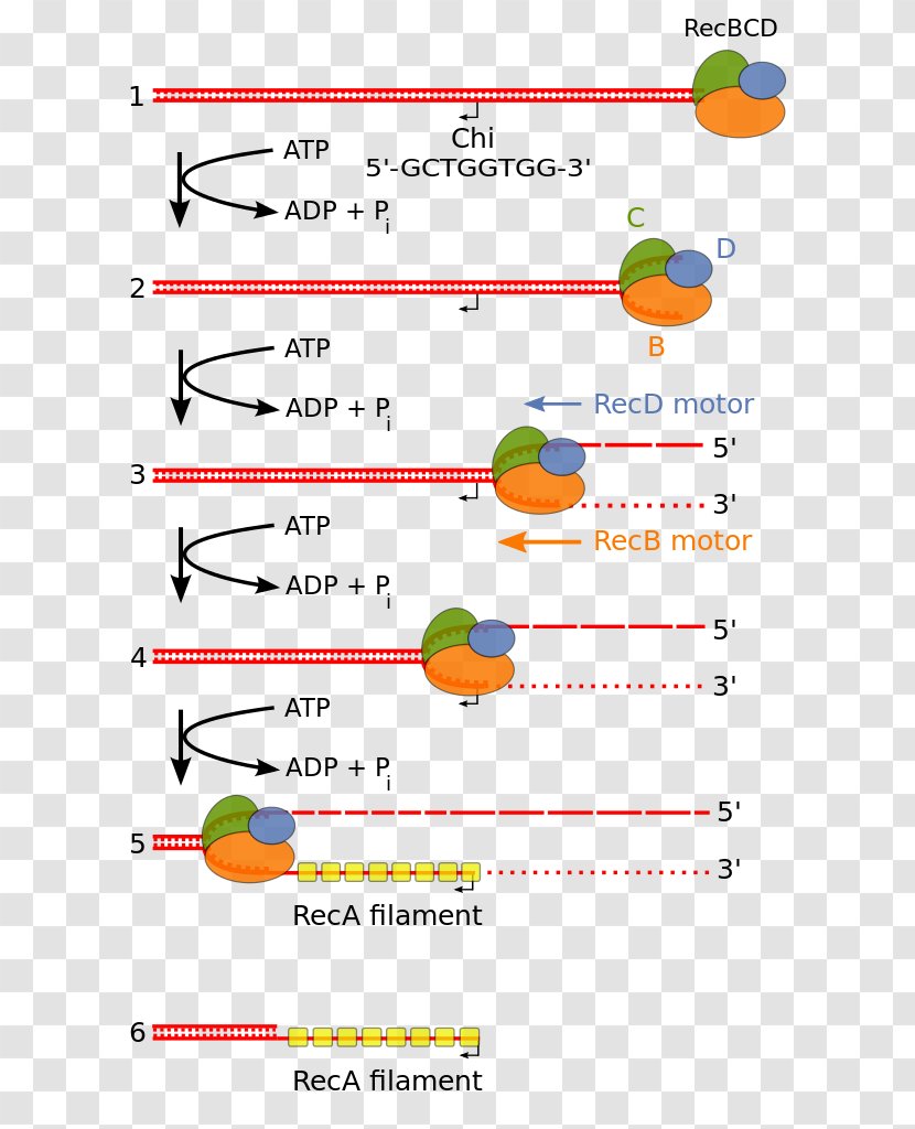 Exonuclease Endonuclease RecBCD Homologous Recombination DNA - Homology - Genetic Transparent PNG