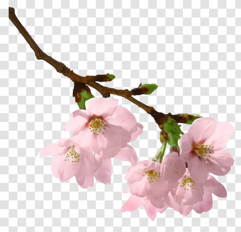 Branch Clip Art - Twig - Spring Picture Transparent PNG