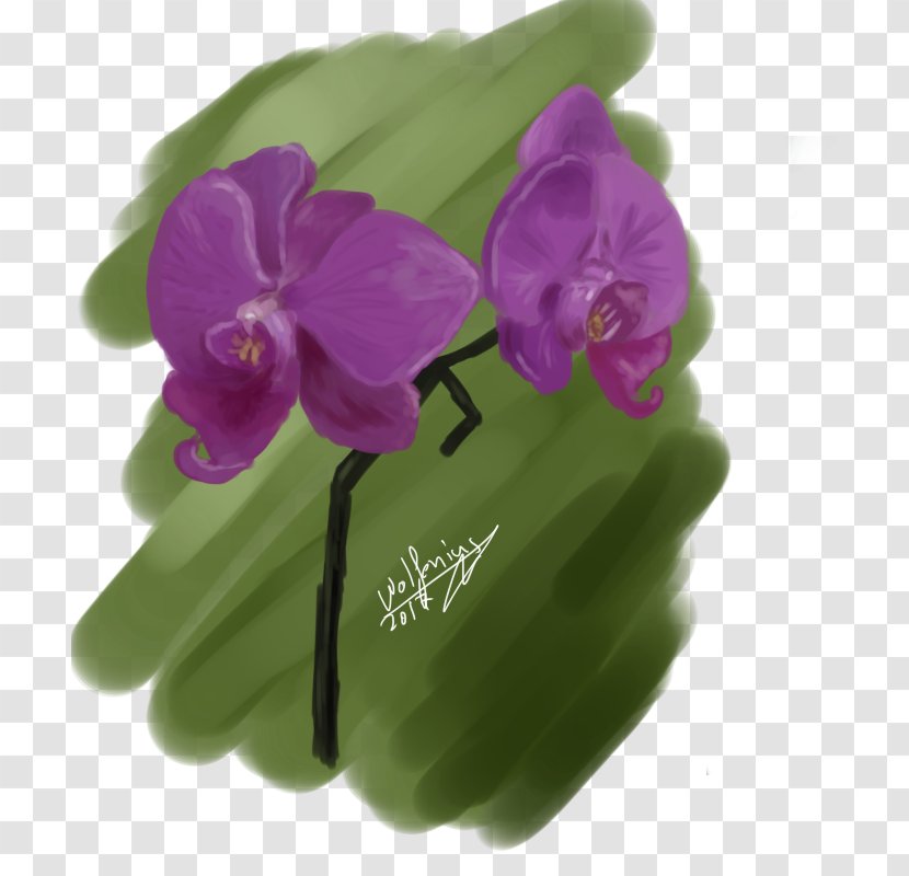 Violet Purple Lilac Magenta Moth Orchids - Plant Transparent PNG