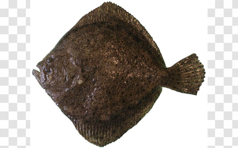 Flounder Turbot Brill Flatfish Common Sole - Psetta Transparent PNG