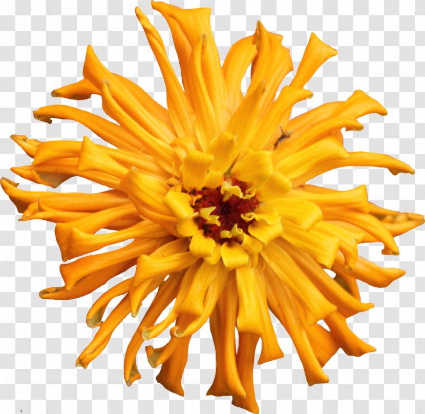 Zinnia Plant Cut Flowers Dahlia Chrysanthemum - Problem Transparent PNG