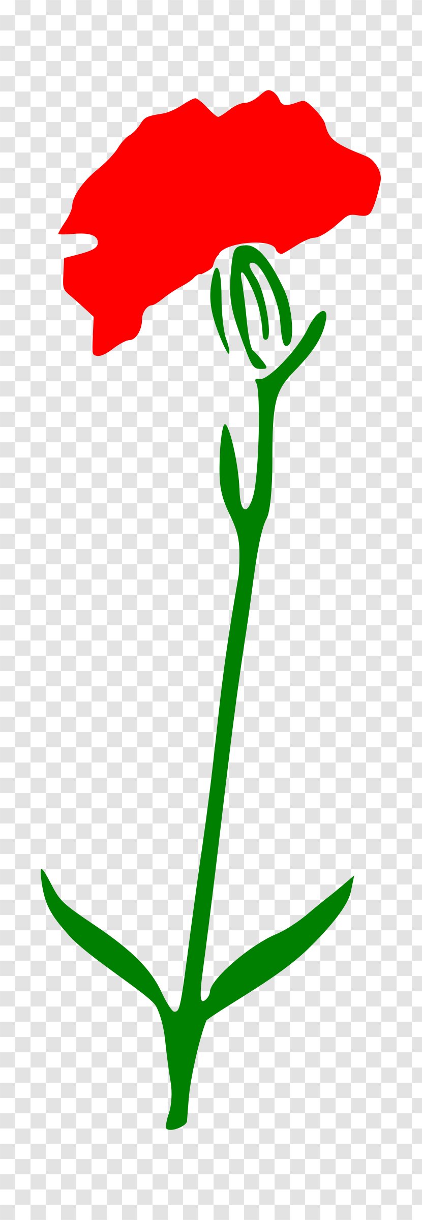 Carnation Cut Flowers Cartoon - CARNATION Transparent PNG