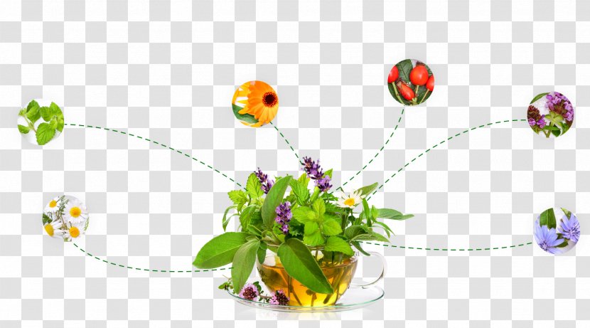 Top Magazin Ulm | Neu-Ulm Tea Flower Liver - Plant Transparent PNG